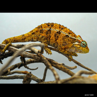 Trioceros ellioti with Michael Nash