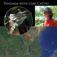 Ep 45: Chameleon Hunting in Tanzania with Carl Cattau