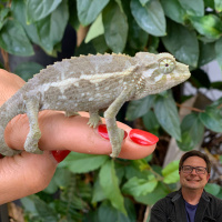 Weekend Chameleon Thoughts