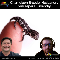 Chameleon Breeder Husbandry vs Keeper Husbandry