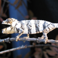Ep 67: Housing Baby Chameleons
