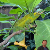 Spring and outdoor chameleon basking