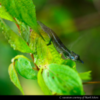 Ep 57: Chameleon Taxonomy wth Mark Scherz