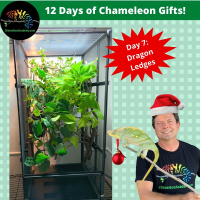 Chameleon Gift Giving - Day 7 Dragon Ledges