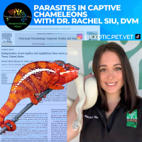 Parasites in Captive Chameleons with Dr. Rachel Siu