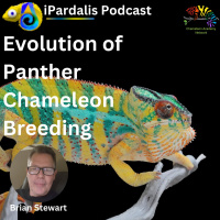 Evolution of Panther Chameleon Breeding with Brian Stewart