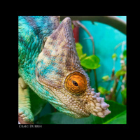 121: Parsons Chameleon Husbandry with Craig Durbin