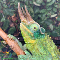 Using Wild Conditions in Chameleon Husbandry