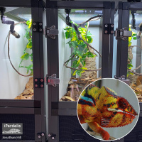 Chameleon Caging Decisions pt 1- Hybrid