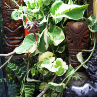 Ep 38: Plants for your Chameleon Cage