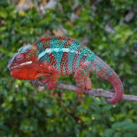 Panther Chameleon Care Summary