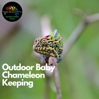 Outdoor Baby Chameleon Keeping