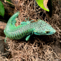 Abronia Alligator Lizards with Jason Wagner