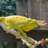 Mandevilla  Chameleon Psychology