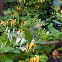 Jacksons Chameleon Care Summary