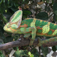 Getting a Veiled Chameleon