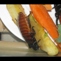 Ep 65: Gutloading Chameleon Feeders with John Courteney-Smith