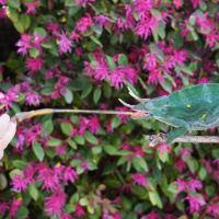 Chameleon Tongue Issues with Dr. Rob Coke