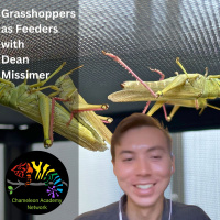 Grasshoppers as Chameleon Feeder Insects with Dean Missimer