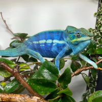 Chameleon Cage Shopping List