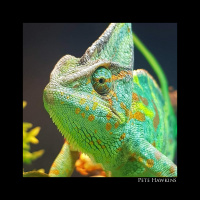 131: Making UVB Work For Chameleons with Pete Hawkins