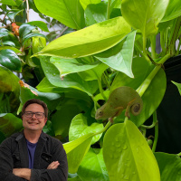 Selecting Chameleon Plants