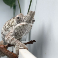 Wrapping up the 2020 Chameleon Year