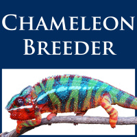 Ep 10: Chameleons  Drainage