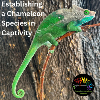 Establishing a Chameleon Species