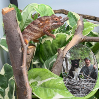 Branching Your Chameleon Cage with Alec OBrien