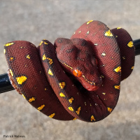 Green Tree Python Husbandry Pt 2 with Patrick Holmes