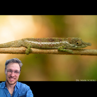 Three New Calumma Species with Dr. Mark Scherz