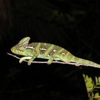 88: Veiled Chameleons in Florida