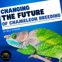 Changing the Future of Chameleon Breeding
