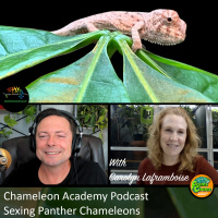 Sexing Panther Chameleons with Carolyn Laframboise