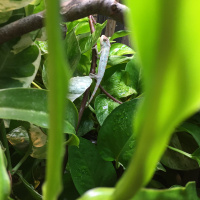 115: Maintaining Your Chameleon Cage