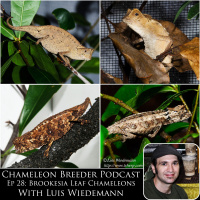 Ep 28: Brookesia Leaf Chameleons With Luis Wiedemann