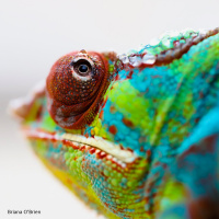 Chameleon Photography with Briana OBrien