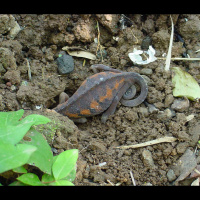 Ep 76: Chameleon Egg Laying Sites with Carl Cattau