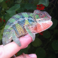 130: Orientation to the Chameleon Community