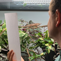 Understanding Chameleon Caresheets