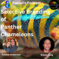 Selective Breeding of Panther Chameleons