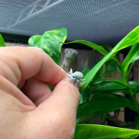 125: Chameleon Supplementation Basics