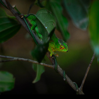 Ep 62: Madagascar Environments with Mark Scherz