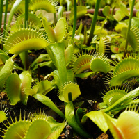 Ep 68: Carnivorous Plants with Peter D Amato