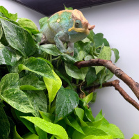 Keeping Chameleons in Hybrid Cages