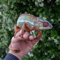Ep 79: Mourning Your Chameleon