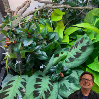 Your Chameleons Sanctuary