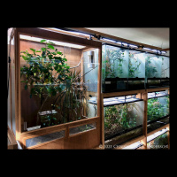 Chameleon Caging Decisions pt 2- Glass Cages