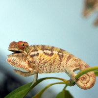 Ep 6: Chameleons and Stress